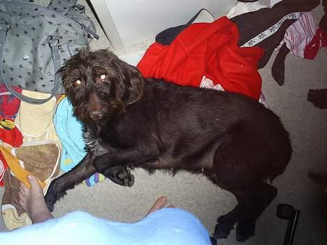 Ruhåret hønsehund bonnie billede 7