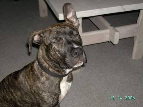 Amerikansk staffordshire terrier tikki billede 10