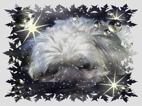 Shih tzu LUI billede 12