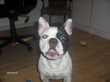 Fransk bulldog Raz - VUF!! billede 16