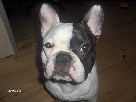 Fransk bulldog Raz - Sidder lige her og ser meget vigtig ud! billede 17