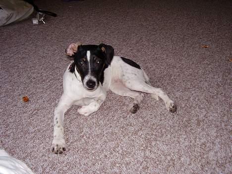 Dansk svensk gaardhund fonny...DØD - velkommen til fonny´s profil billede 1