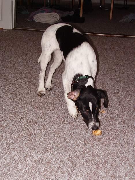 Dansk svensk gaardhund fonny...DØD - er der ikk mere i min nød billede 2