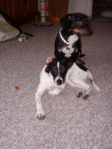 Dansk svensk gaardhund fonny...DØD - skal lige passe på pletter mand billede 3