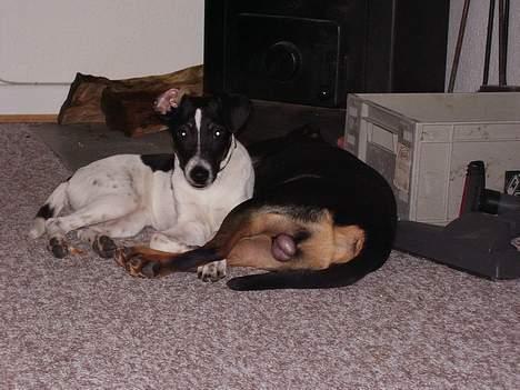 Dansk svensk gaardhund fonny...DØD - holder lige øje med dig så du ikk gør min ven nået billede 4