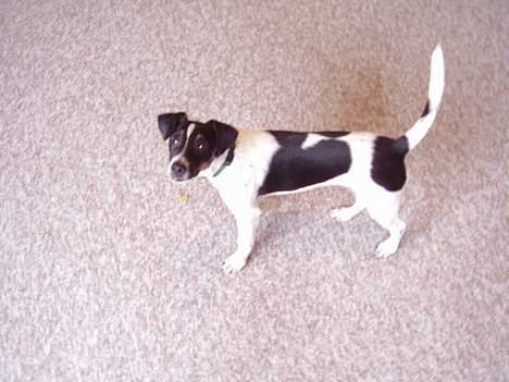 Dansk svensk gaardhund fonny...DØD - hov er du der oppe billede 6