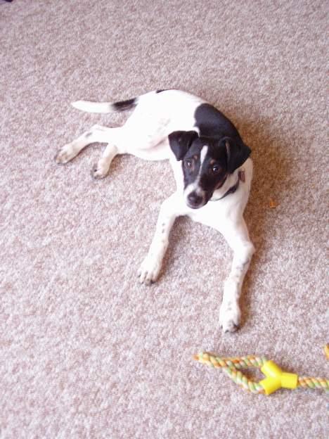 Dansk svensk gaardhund fonny...DØD billede 7