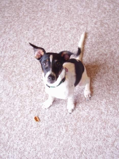 Dansk svensk gaardhund fonny...DØD - se mine sjove øre billede 8