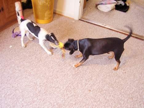 Dansk svensk gaardhund fonny...DØD - se jeg er stærk.. hiv hiv billede 9