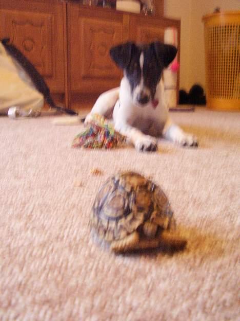 Dansk svensk gaardhund fonny...DØD - hov hva er det der går der billede 12