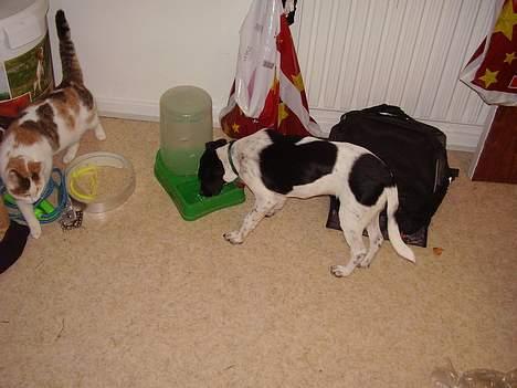 Dansk svensk gaardhund fonny...DØD - nu jeg altså tørsti billede 13