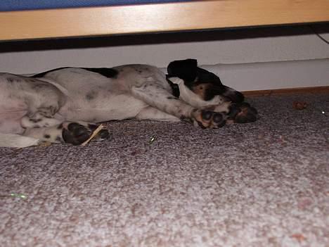 Dansk svensk gaardhund fonny...DØD - det er mit ønglings sted at sove billede 14