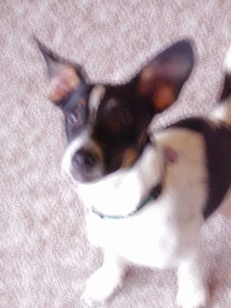 Dansk svensk gaardhund fonny...DØD - har store øre ikk billede 16