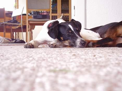 Dansk svensk gaardhund fonny...DØD billede 17