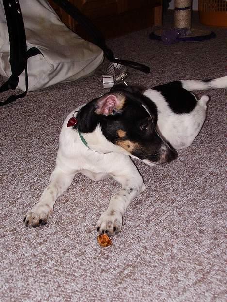 Dansk svensk gaardhund fonny...DØD billede 19