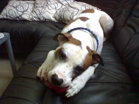 Blanding af racer *Bella*(Mus). R.I.P - Bella i sofaen... billede 11