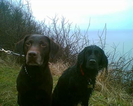 Blanding af racer Titti - Hubert og Titti.. Det er havet i baggrunden.. Foto: Mig billede 17