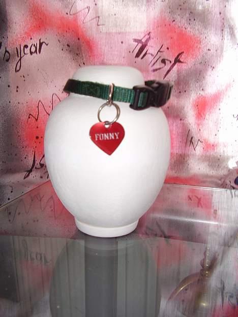 Dansk svensk gaardhund fonny...DØD - savner dig skat du var min lille guld klump snøft snøft :( billede 20