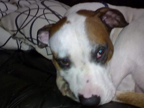 Blanding af racer *Bella*(Mus). R.I.P - Bella skal lige have en lur...  billede 12