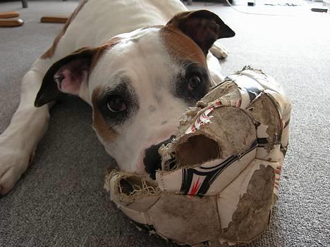 Blanding af racer *Bella*(Mus). R.I.P - Jeg elsker min gamle sure bold.... billede 13