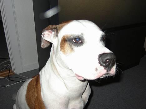 Blanding af racer *Bella*(Mus). R.I.P - Lige lidt tæt på...2007. billede 14