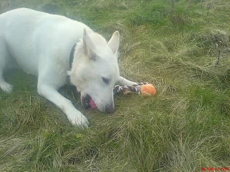 Schæferhund Nusser  billede 1