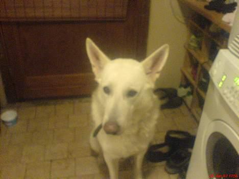 Schæferhund Nusser  billede 2