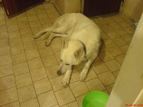 Schæferhund Nusser  billede 3