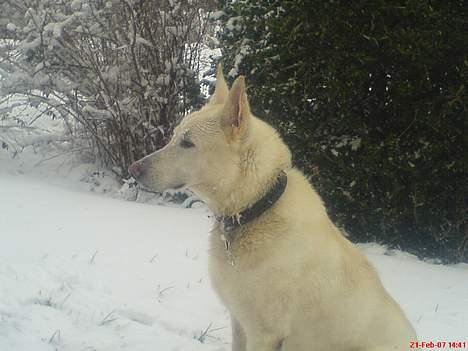 Schæferhund Nusser  billede 4