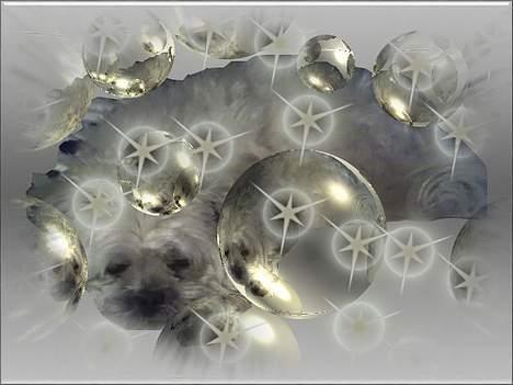 Shih tzu LUI billede 13