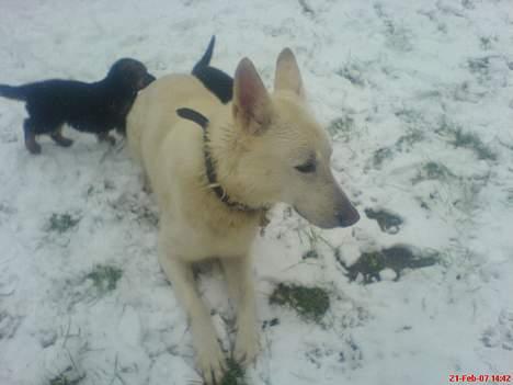 Schæferhund Nusser  billede 5