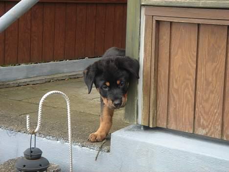 Rottweiler Tyzon - Hejsa her er jeg så! billede 1
