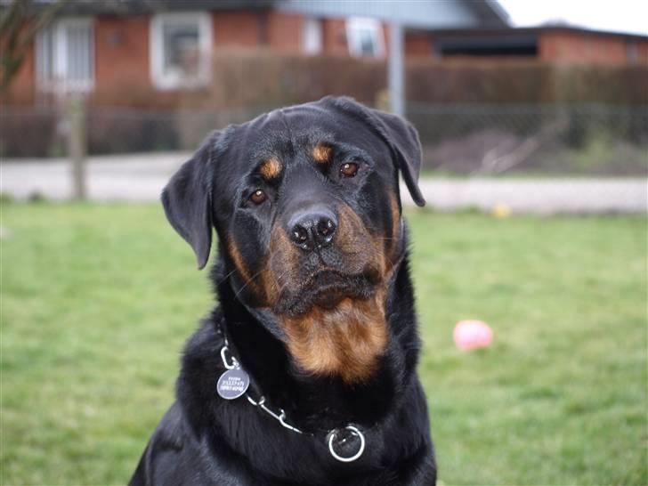 Rottweiler Tyzon billede 2
