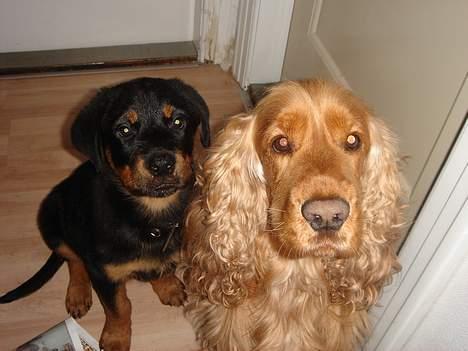 Rottweiler Tyzon - Her sidder jeg sammen med min "storebror". Er vi ikke søde? billede 3