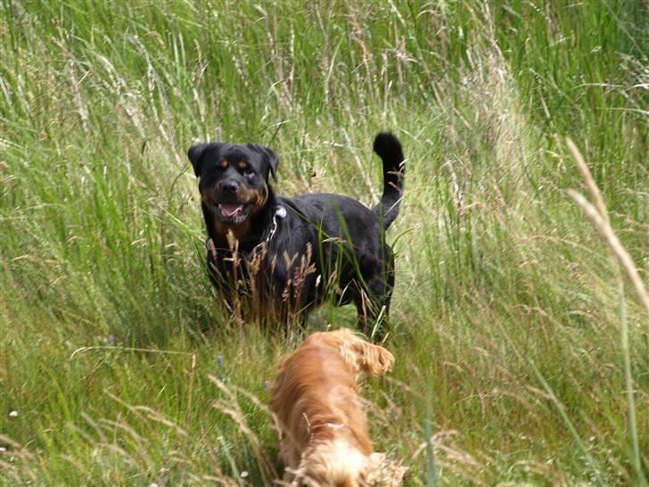 Rottweiler Tyzon - Den er her altså ikk?!? billede 4