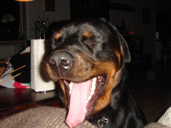 Rottweiler Tyzon - Gaaab!!!!  billede 5