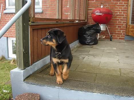 Rottweiler Tyzon - Er jeg ikke bare dejlig?? billede 6