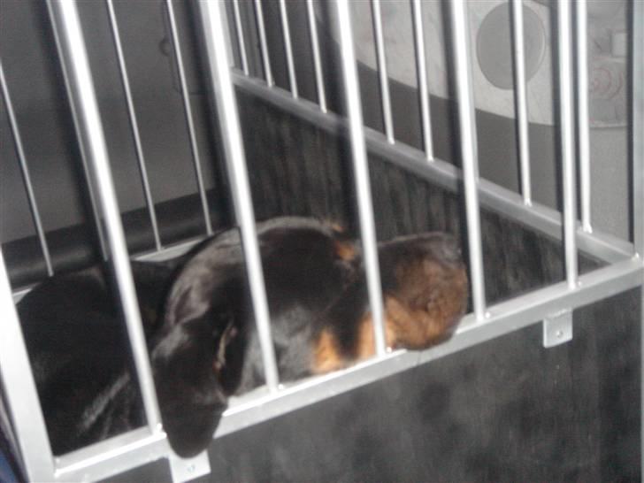 Rottweiler Tyzon - Det var hårdt at lege med ham Harley billede 7