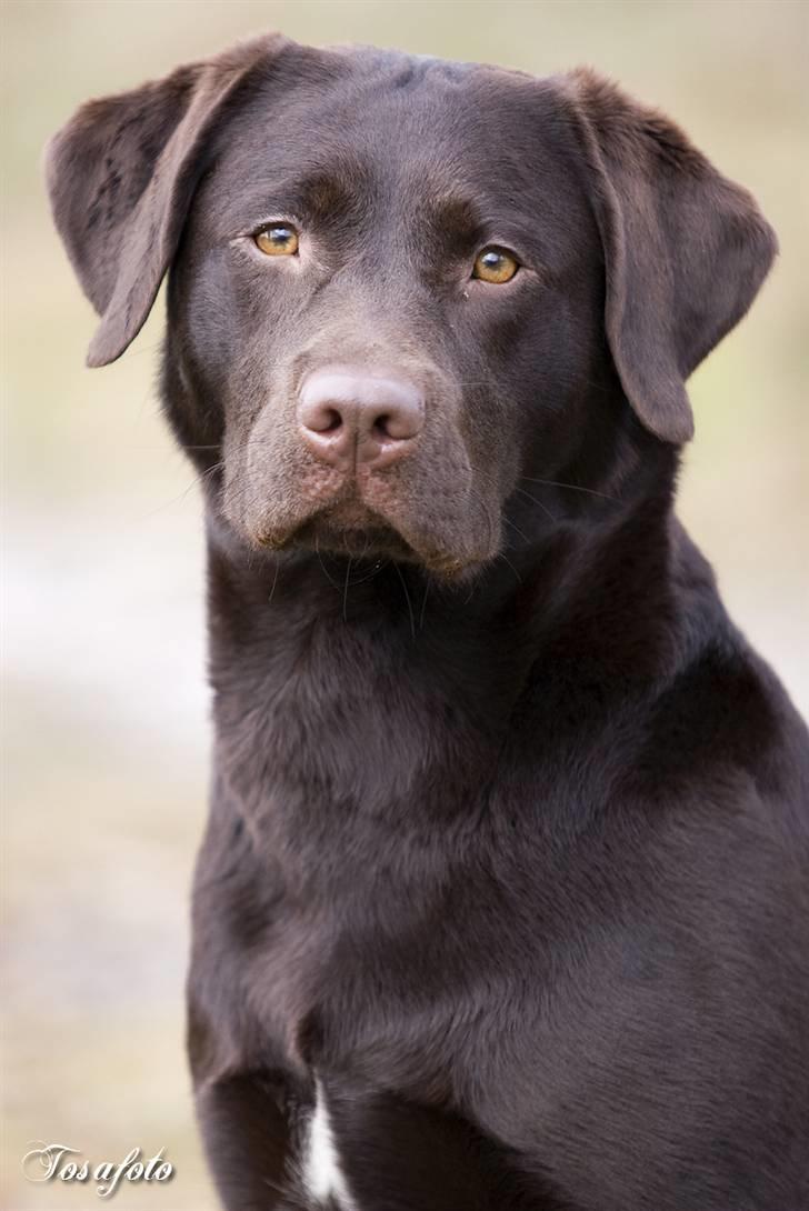Labrador retriever Alba - Smukke Alba billede 1
