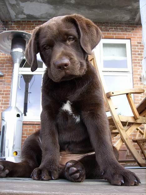 Labrador retriever Alba - Alba lige ankommet til hendes nye hjem billede 2