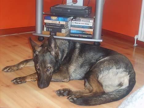 Schæferhund Tika - her ligger hun og viler billede 17