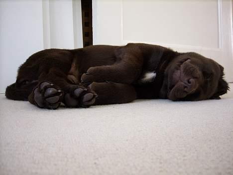 Labrador retriever Alba - Alba 8 uger gammel og helt kvæstet billede 3