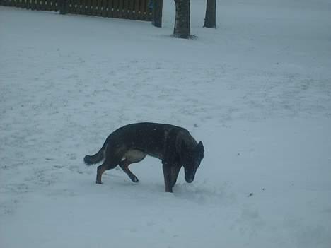 Schæferhund Tika - hun er ude i sneen for første gang i hendes liv. billede 18