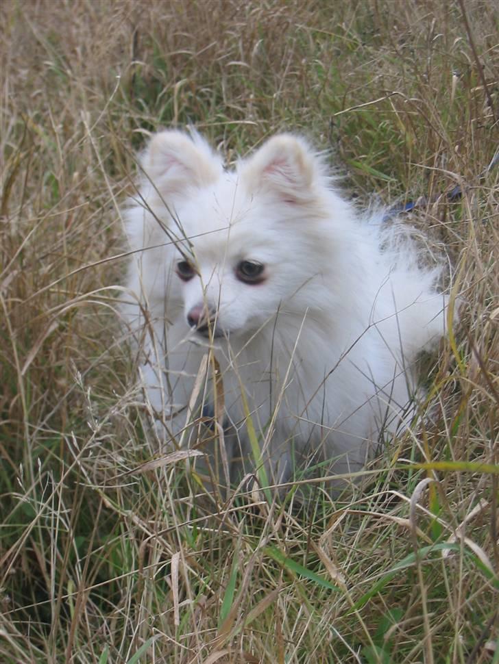 Blanding af racer Krumme - Så stor er Krumme nu - knap 1 år gammel billede 13