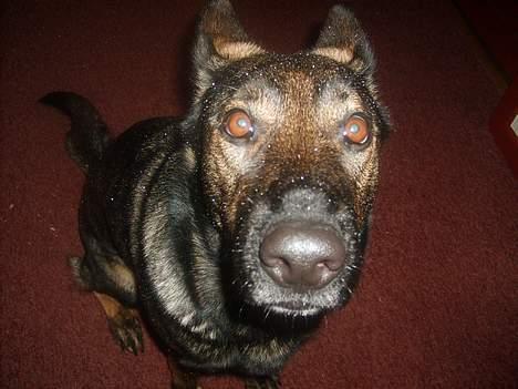 Schæferhund Tika - hehe lidt et skørt billede. billede 19