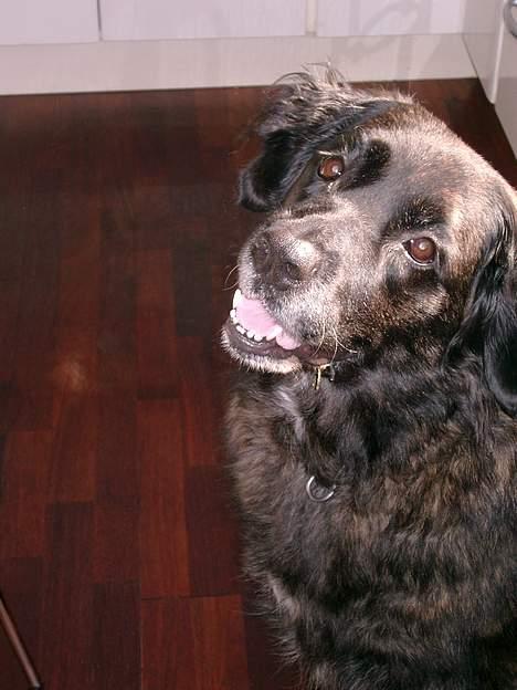 Blanding af racer Nana billede 1