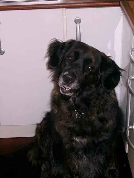 Blanding af racer Nana billede 2