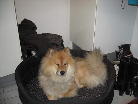 Eurasier BIANCA billede 1