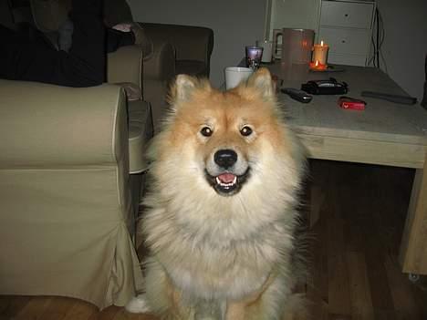 Eurasier BIANCA billede 2