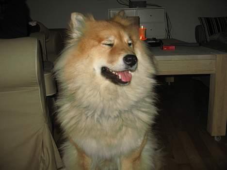 Eurasier BIANCA billede 3